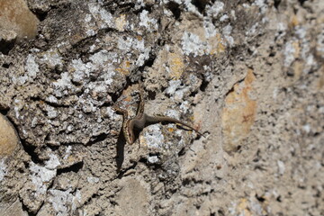 Lézard sur un mur qui regarde vers l'ojectif