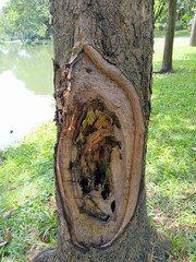 trunk of a tree in the forest