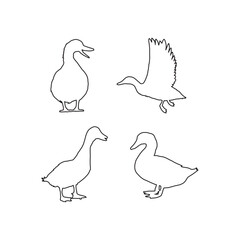 Set of Duck Line Art Silhouettes – Minimalist Hand Drawn Bird Outline
