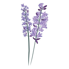 Obraz premium lavender. medicinal plant. stylized vector illustration