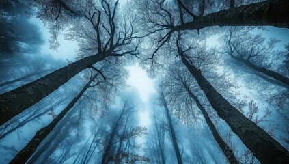 Low angle view of tall trees reaching towards a cloudy or foggy sky.