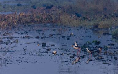 Black-winged stilt (Himantopus himantopus) standing on water body.