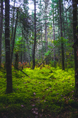 Fototapeta premium Autumn colors in Quebec