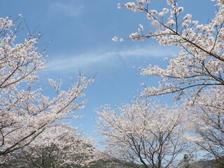 サクラの風景