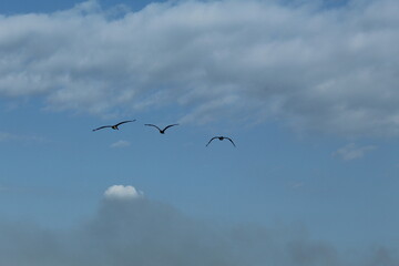 birds in flight