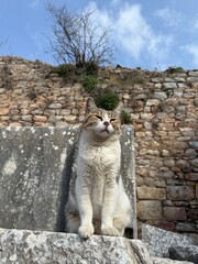 Cat Sleeping on Ancient Marble Column in Ruins