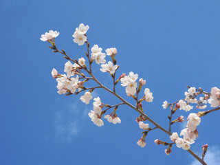 サクラソメイヨシノ