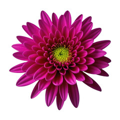 A vibrant fuchsia chrysanthemum blossoms in radiant detail against a pure white backdrop showcasing its intricate petals and a bright lime green center. transparent background.
