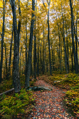 Fototapeta premium Autumn colors in Quebec