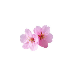 Delicate pink cherry blossoms gently overlapping, a symbol of spring's ephemeral beauty against a pure transparent background.