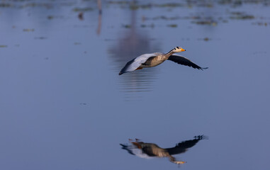 Bar-headed goose duck (Anser indicus) in the forest during inter migration.