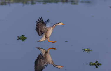 Bar-headed goose duck (Anser indicus) in the forest during inter migration.