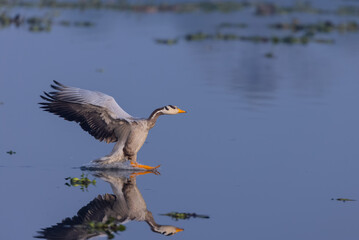 Bar-headed goose duck (Anser indicus) in the forest during inter migration.