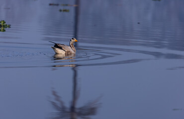 Bar-headed goose duck (Anser indicus) in the forest during inter migration.