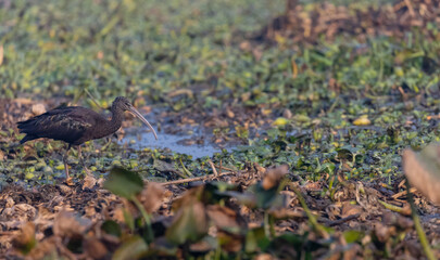 Glossy Ibis (Plegadis falcinellus) bird in searching food in wetland area.