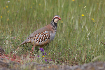 partridge and red partridge