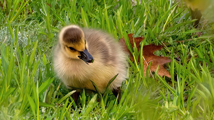 Canada goslings feeding in a grassland