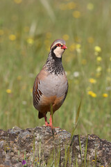 partridge and red partridge