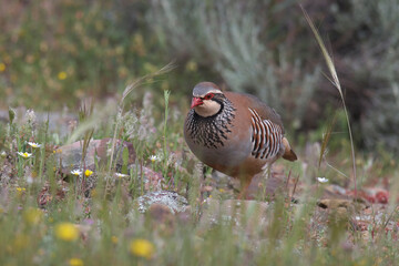 partridge and red partridge