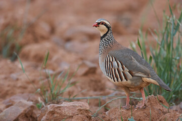 partridge and red partridge