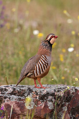 partridge and red partridge
