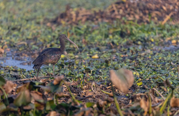 Glossy Ibis (Plegadis falcinellus) bird in searching food in wetland area.