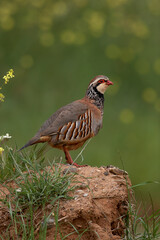 partridge and red partridge