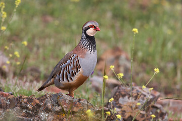 partridge and red partridge