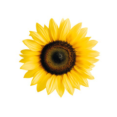 Fototapeta premium Sunflower png