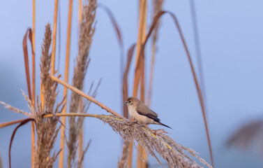Indian Silverbills (Lonchura malabarica) bird perching on the branch of tree.