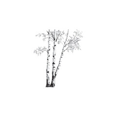 image of a birch tree, vector, black and white graphics
