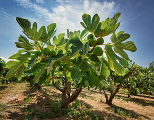 Lush fig trees with ripe fruit grow in a garden, representing the island's fertile land and the sweet bounty of the Mediterranean.