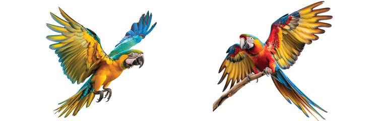 Fototapeta premium Two colorful parrots in mid-flight display vibrant wings and dynamic airborne gracefulness