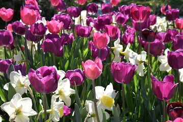 Tulipes violettes et roses au printemps