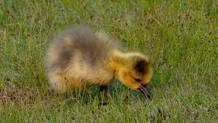 Canada goslings feeding in a grassland