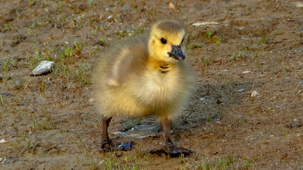 Canada goslings feeding in a grassland