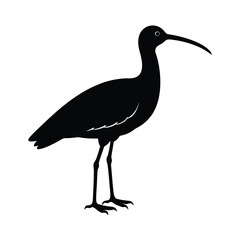 Whimbrel Silhouette Vector Art Design and Black And White Whimbrel Bird Vector Illustration