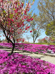 花桃と芝桜
