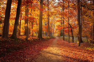 Obraz premium Sendero de Otoño Cubierto de Hojas Secas