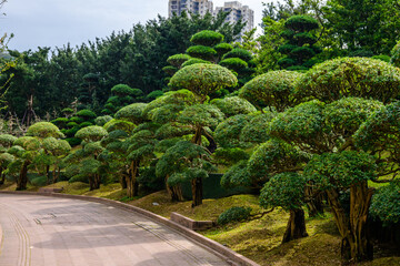 A picturesque view of a serene pathway lined with meticulously shaped trees, creating a calming...