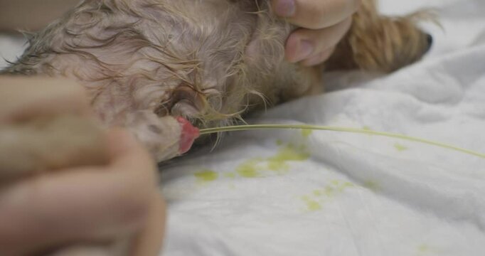 The veterinarian inserts the urinary catheter of the URTRO of the dog with urological dysfunction in the conditions of a veterinary clinic. Catheterization of the bladder of a dog with urine delay.