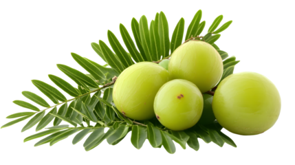 Isolated Indian Gooseberry Amla Fruit on White Background - Professional Stock Photo