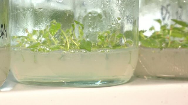 Growing plants tissue culture in vitro. In vitro micropropagation technology under controlled aseptic condition in nutrient medium. Cloned decorative micro plants in test tubes with nutrient medium
