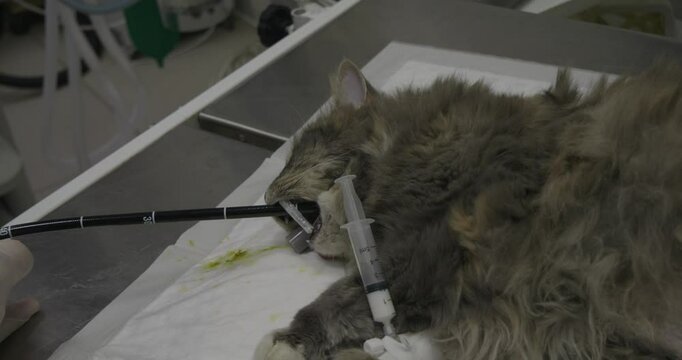 A veterinary professional performing an endoscopic procedure on a sedative gray cat, carefully removing an extraneous object from the stomach in clinical medical conditions. Endoscopy in a cat.