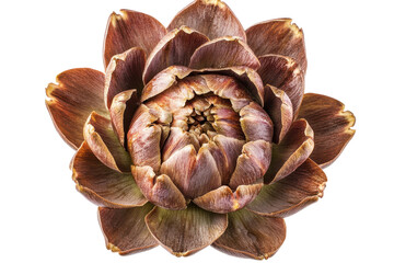 Fototapeta premium A stunning artichoke blossom rich burgundy hues intricate details dramatic black background exquisite botanical