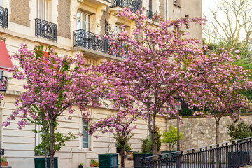 Blooming sakura in spring in Montmartre, Paris, France