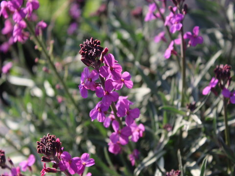 Purple flower of spring