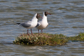 Mouette rieuse, nid,.Chroicocephalus ridibundus, Black headed Gull