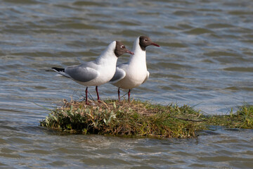 Mouette rieuse, nid,.Chroicocephalus ridibundus, Black headed Gull