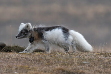 Naklejka premium Renard polaire, Vulpes lagopus, Spitzberg, Svalbard, Norvège